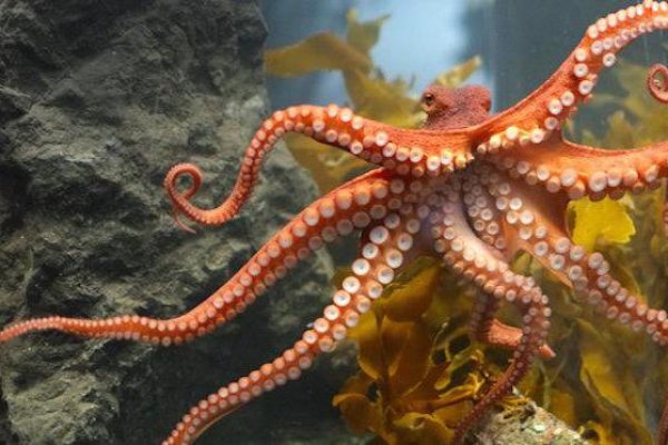 Kraken 2krn